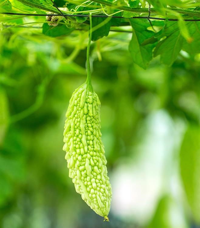 Tout comme les amandes amères d’abricot bio, l’armoise annuelle ou les feuilles de Graviola corossol le concombre amer est un anti cancer naturel puissant.