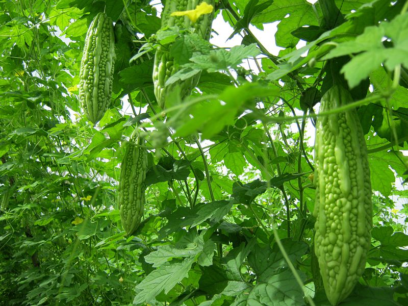 Tout comme les amandes amères d’abricot bio, l’armoise annuelle ou les feuilles de Graviola corossol le concombre amer est un anti cancer naturel puissant.