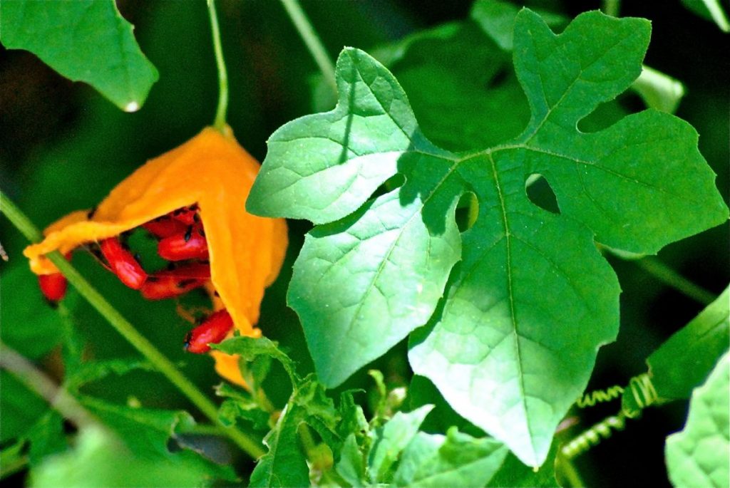 Tout comme les amandes amères d’abricot bio, l’armoise annuelle ou les feuilles de Graviola corossol le concombre amer est un anti cancer naturel puissant.