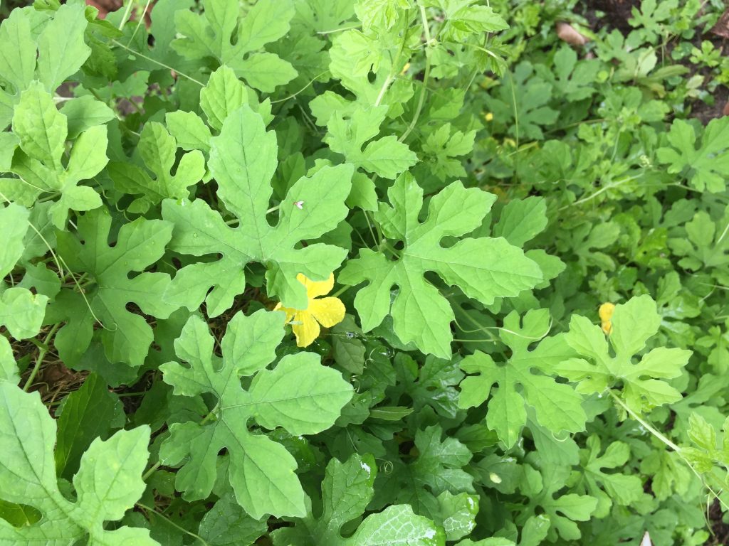 Tout comme la capsaïcine, le lapacho ou les feuilles de Graviola corossol le concombre amer est aussi un anti cancer naturel puissant.